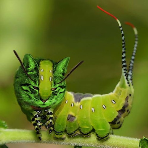 CATerpillar